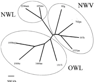 Fig. 2: size-polymorphism of 31 conserved chromosomes in genus Leishmania (from data of Britto et al