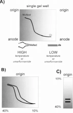 Fig. 2: basic theory of gradient gel electrophoresis. A: a chemi- chemi-cal or temperature gradient is formed perpendicular to the  di-rection of electrophoresis