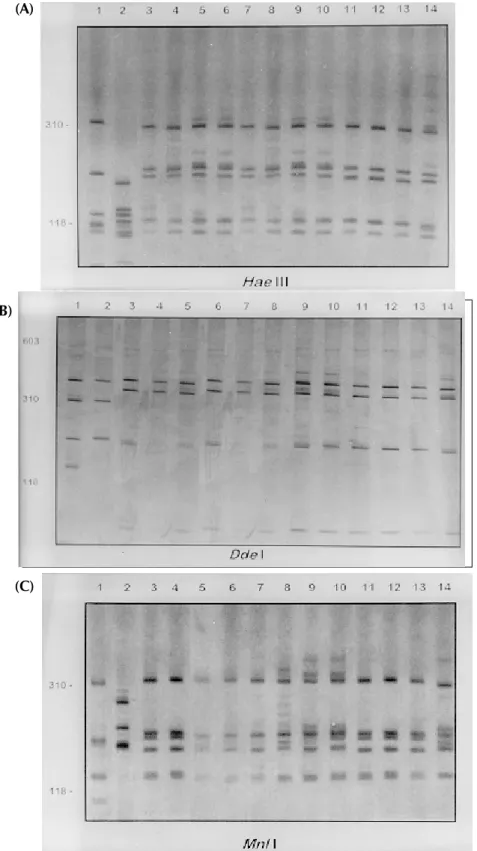 Fig. 3: silver-stained polycrylamide gels (6%) showing the restriction fragment length polymorphism profiles obtained by digesting of the rDNA internal trancriber spacer (ITS) with HaeIII (A), DdeI (B) and MnlI (C) enzymes