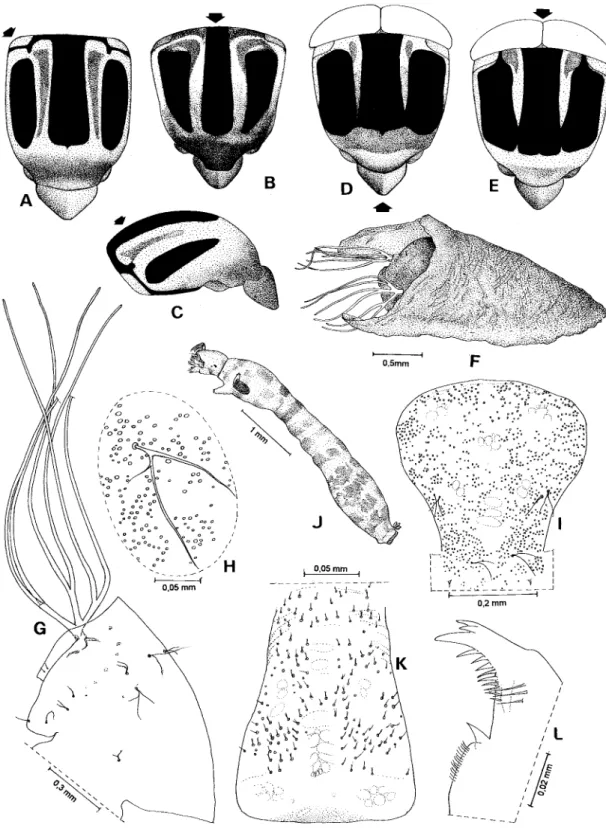 Fig. 1: Simulium (Cerqueirellum) oyapockense. A-C: female; A-B: scutum in dorsal view with different illumination; C: scutum in lateral view; D-E: male, scutum in dorsal view with different illumination; F-H: pupa, F: general aspect; G: disc of thorax and 