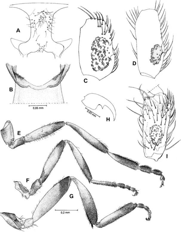 Fig. 2: Simulium (Hemicnetha) seriatum. A-H: female. A: frons; B: basal portion of cibarium; C-D: sensorial organ of maxillary palp (both from Marapa river); E-G: first, second and third pair of legs; H: claw