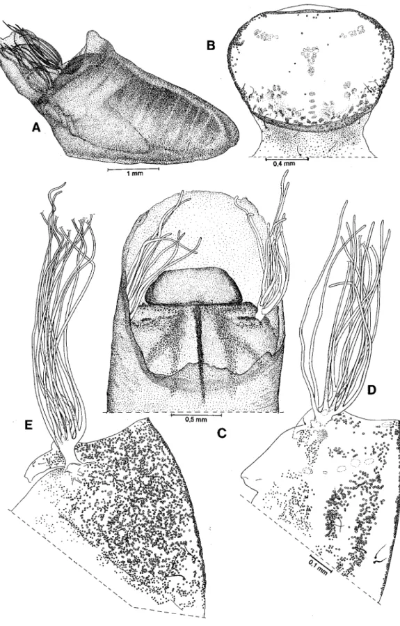 Fig. 4: Simulium (Hemicnetha) seriatum. A-D: pupa. A: general aspect; B: frontoclypeus; C: dorsal view of thorax disc, showing disposition of platelets; D: disc of thorax in lateral view