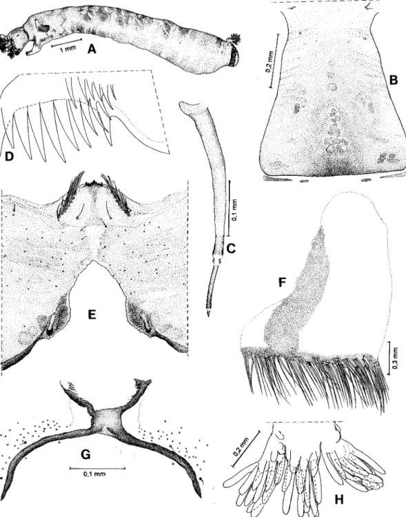 Fig. 5: Simulium (Hemicnetha) seriatum. A-H: larva. A: general aspect; B: cephalic apotome; C: antenna; D: mandible; E: