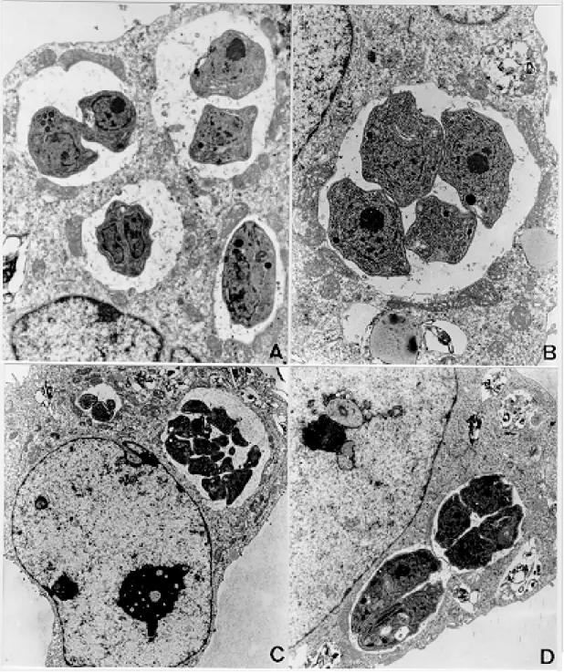 Fig. 2: TG180 sarcoma murine cells after in vitro infection by RH strain of Toxoplasma gondii