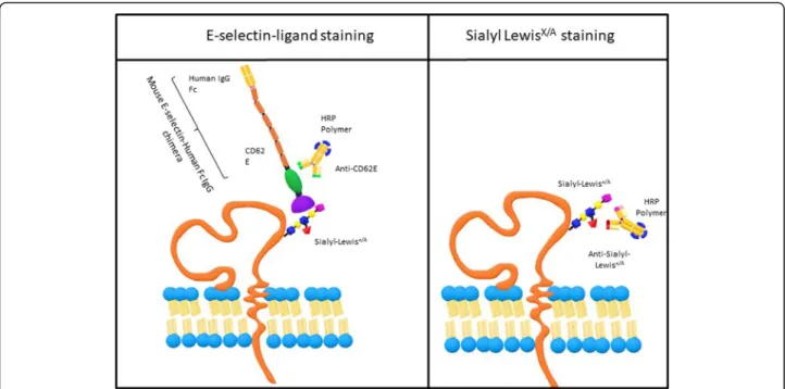 Fig. 1 Schematic figure comparing E-Ig and anti-sLe X/A staining technique. E-selectin ligands are recognized by using a three-step staining procedure, where the first staining uses a chimera of mouse E-selectin, i.e