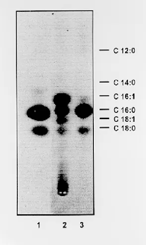 Fig. 4: analysis of free fatty acids as their methyl ester derivatives by reverse-phase thin layer chromatography in acetonitrile:acetic acid (1:1)