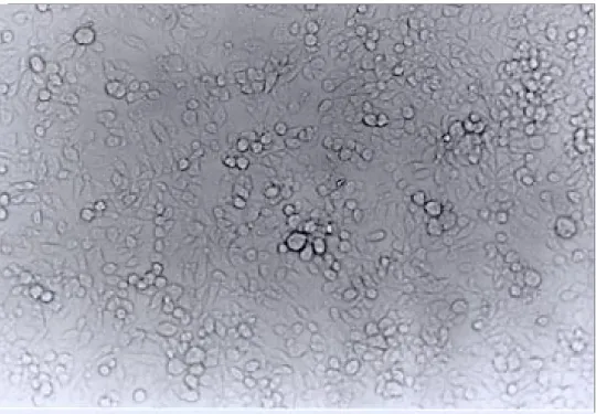 Fig. 3: confluent mono-layer Lutzomyia longipalpis cellular line epithelioid cells. At some sites, the cells began to overgrow and to form cell clusters or groups.