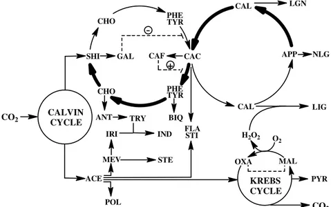 Fig. 2: biosynthetic (thin arrows) and evolutionary (thick arrows) processes (i.e. activation/inhibition) regulated by negative (  ) and positive (⊕) feedbacks leading to selected categories of secondary metabolites in angiosperms