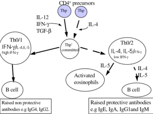 Fig. 6: the cytokine environment in schistosomiasis sus- sus-ceptibility and resistance