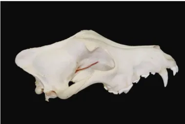 Figura  1.  Crânio  de  cão  sem  mandíbula:  Representação  esquemática  do  nervo  óptico  intraorbital  e  sua  entrada no canal óptico originando a porção intracanalicular