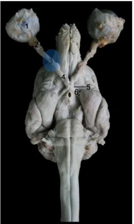 Figura  2.  Encéfalo  de  cão,  após  remoção  do  crânio  com  os  nervos  óptico  intactos  até  aos  globos  oculares  (vista  ventral)