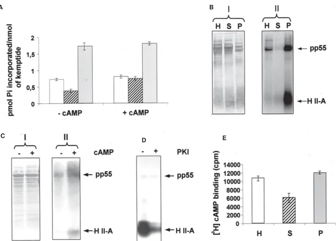 Fig. 5: PKA and cAMP binding activities in whole-cell extract, soluble and particulate fractions from Trypanosoma evansi