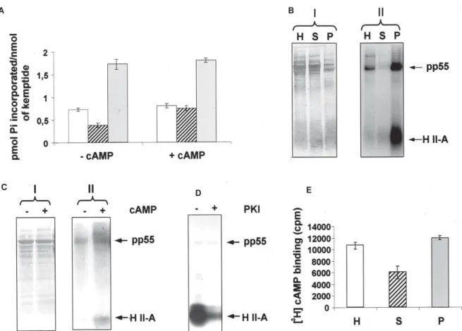 Fig. 5: PKA and cAMP binding activities in whole-cell extract, soluble and particulate fractions from Trypanosoma evansi