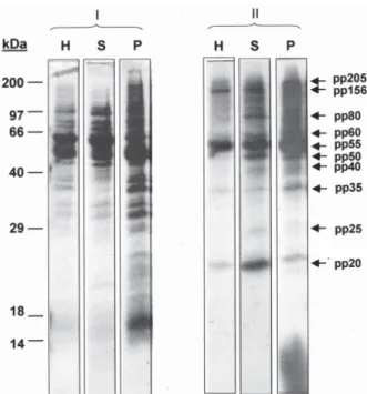 Fig. 6: endogenous PK substrates present in whole-cell extract (H), soluble (S), and particulate (P) fractions from Ttypanosoma evansi.