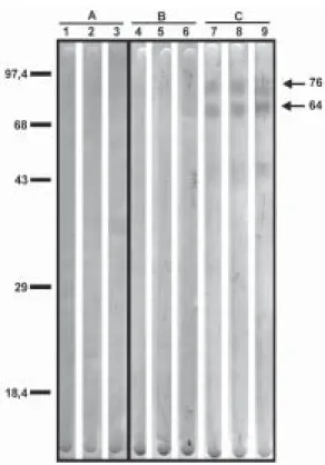 Fig. 6: Western-blotting showing reactivity against Aedes fluviatilis saliva antigens using sera from different groups of chickens