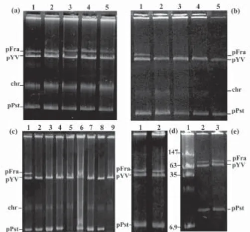 Fig. 1: plasmid content of Yersinia pestis cultures in 0.6% agarose gel. (a) lines - 1: P