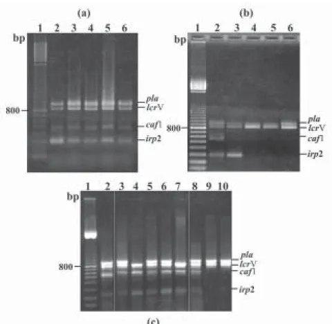 Fig. 2: amplification of the genes pla (920 bp), lcrV (800 bp), caf1 (506 bp) and irp2  (300 bp), in the cultures examined