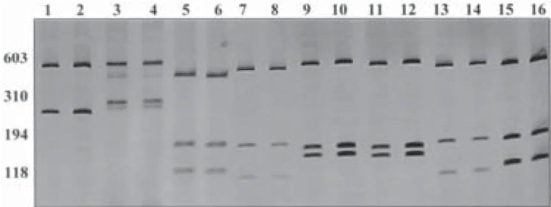 Fig. 1: silver-stained 6% polyacrylamide gel showing restriction fragment length polymorphism profiles obtained after digestion of the rDNA first internal transcribed spacer with DdeI enzyme