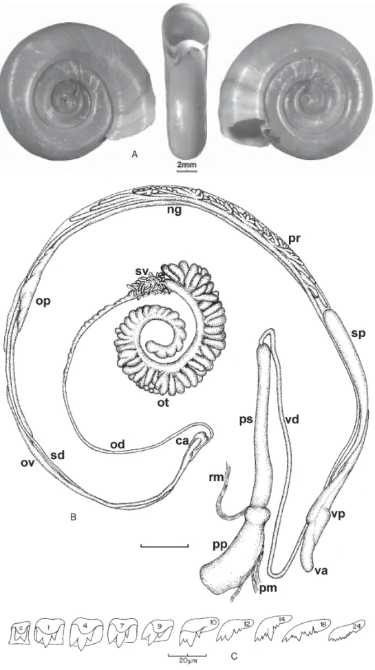 Fig. 1: Biomphalaria equatoria - A: shell; B: reproductive system; C: radular teeth (c = central; 1, 4, 7, 9 = laterals; 10, 12, 14 = intermediates; 18, 24 = marginals)