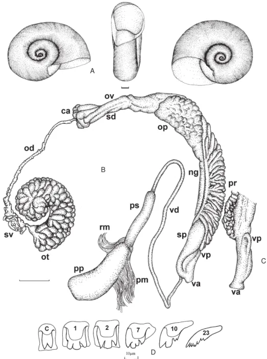 Fig. 2: Planorbis canonicus (=  Biomphalaria peregrina) - A: shell; B: reproductive system; C: cephalic end of female duct; D: radular teeth (c = central; 1, 2 = laterals; 7, 10 = intermediates; 23 = marginal)