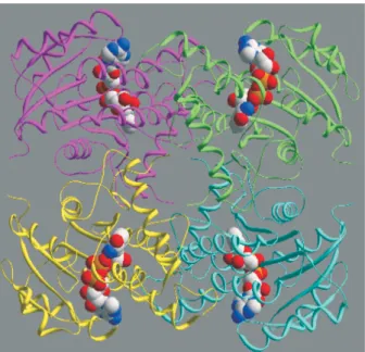 Fig. 4: three-dimensional structure of tetrameric wild-type enoyl-ACP reductase from Mycobacterium tuberculosis in complex with NADH (CPK model) refined to 1.92 Å (PDB access number 2AQ8, released on May 23rd, 2006).