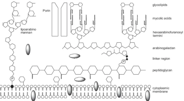 Fig. 1: schematic representation of the mycobacterial cell wall.