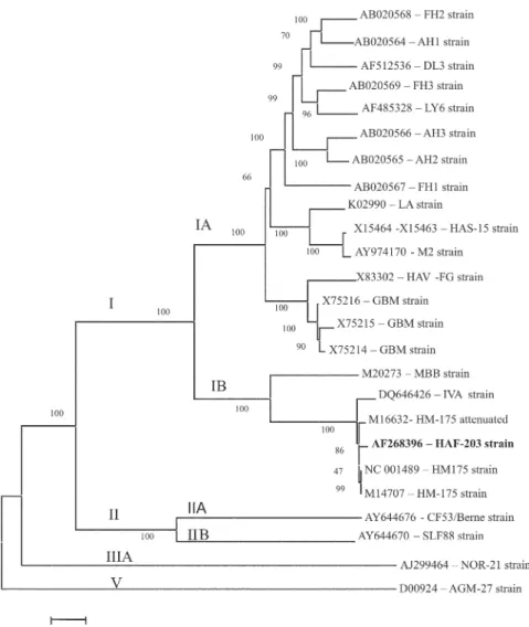 Fig 1: phylogenetic tree based on nucleotide sequence in full-length genome (approximately 7500 nucleotides) from 25 hepatitis A (HAV) virus isolates from different parts of the world compared to the HAF-203 strain, constructed with neighbor-joining method