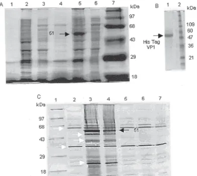 Fig. 2: characterization of recombinant VP1. A: proteins in bacterial lysate were separated by SDS-PAGE