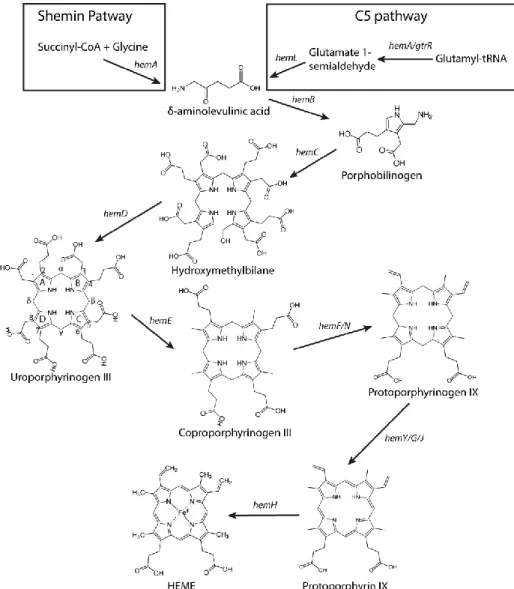 Figure 2.2 Scheme of the steps of the biosynthesis of heme b via the classical pathway, also  known as the protoporphyrin-dependent pathway