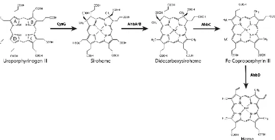Figure 2.3 Steps required for the synthesis of heme b via the siroheme-dependent pathway