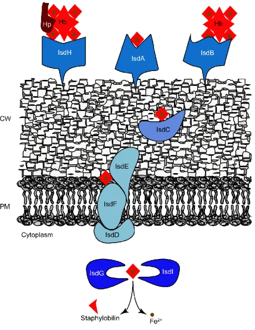 Figure 3.2 Isd heme uptake system of S. aureus. Similar systems are present in other Gram- Gram-positive bacteria