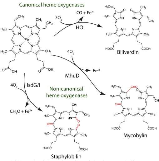 Figure 3.3 Heme degradation products of canonical and non-canonical heme oxygenases. 