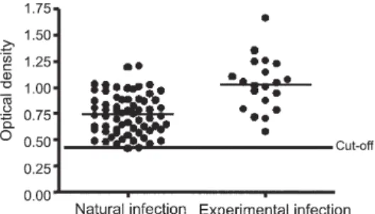 Fig 1: optical densities of the sera from parasited cattle of endemic area or experimentally infected for determination of the  sensitiv-ity by the enzyme linked immunosorbent assay with Trypanosoma vivax  crude antigen for detection of antibodies.
