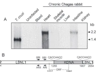 Fig. 7: integration of minicircle sequence into the genome of a Chagas rabbit. A: hybridization of rabbit DNA with a specific kDNA probe