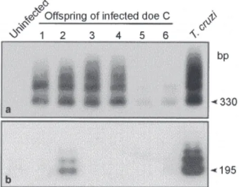 Fig. 8: genetic markers of Trypanosoma cruzi infection in off- off-spring of chagasic rabbit