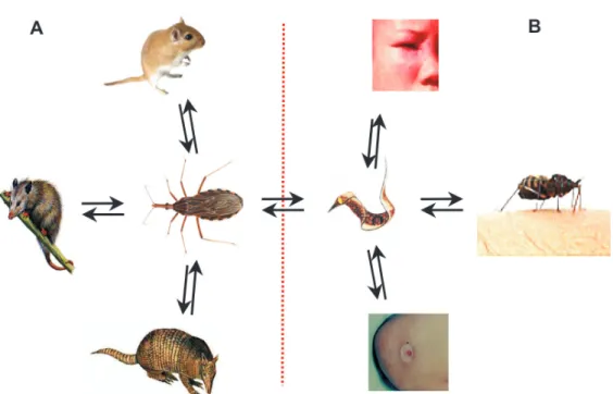 Fig. 1: sylvatic and peri-domicile lifecycles of Trypanosoma cruzi in early mammalian hosts and in man