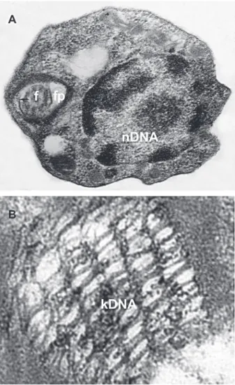 Fig. 2: ultrastructure of Trypanosoma cruzi and its DNA-contain- DNA-contain-ing organelles