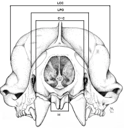 Figura 17 – Medidas craniais em vista frontal do crânio de M. molossus. 