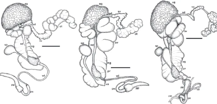 Fig. 1: anatomy of the reproductive system of the three lymnaeid taxa studied. Left: Lymnaea viatrix var