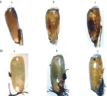 Fig. 1: external appearance of human louse eggs in three different development stages