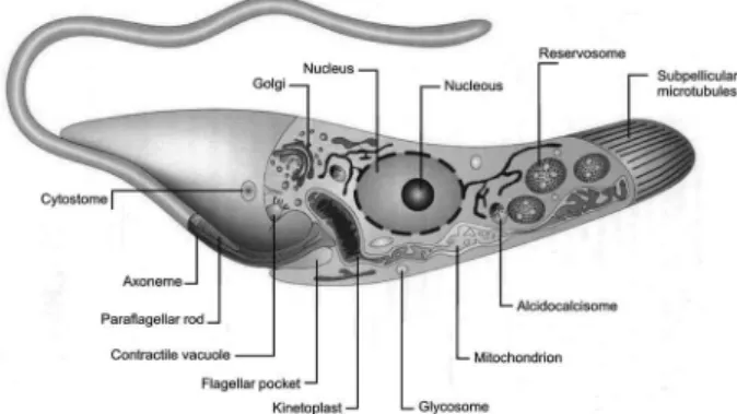 Fig. 1: diagram showing the main structures and organelles found in  the epimastigote form of T