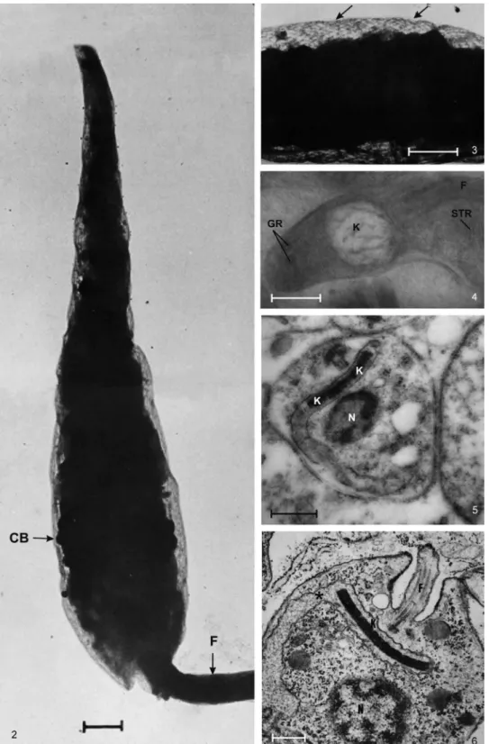 Figs 2-6 - 2, 3: micrographs taken by Hertha Meyer and Keith Porter, in 1953. Transmission electron micrographs of whole cells (epimastigote  forms of T
