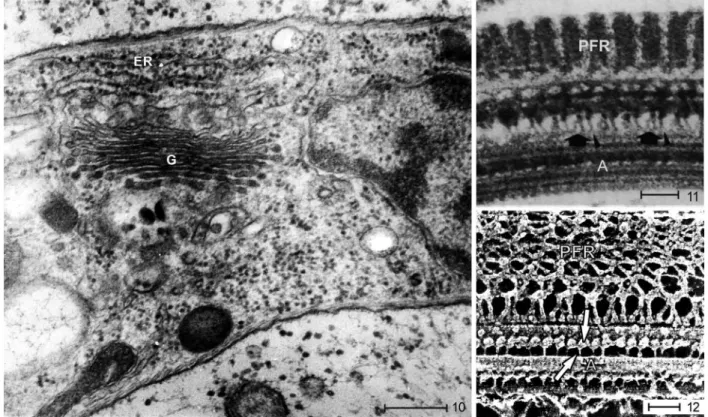 Figs 10-12 - 10: longitudinal section of a trypomastigote forms of T. cruzi showing several cisternae of the Golgi complex (G) as well as the rough  endoplasmic reticulum (ER) and the nucleus (N)