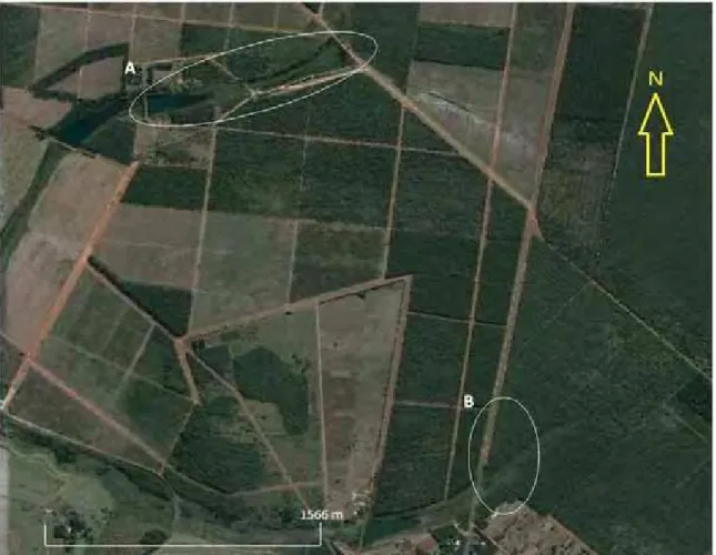 Figura 1. Croqui das áreas de restauração (A) e referência (B), Assis, SP. Fonte: Google Earth  6.2 