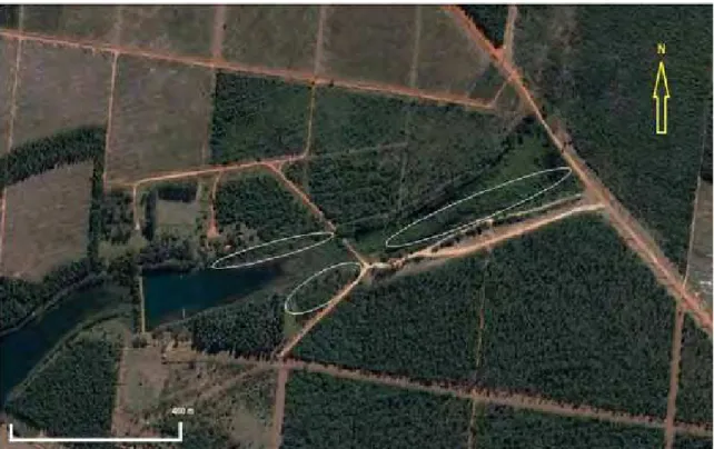 Figura 2. Croqui da área de restauração. Elipses indicam as áreas de amostragem. Fonte:  Google Earth 6.2 