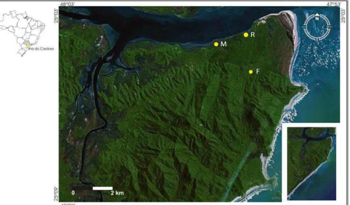 Figura 3. Locais de amostragem da Ilha do Cardoso, SP, Brasil. M  – Manguezal, R –  Restinga e F  – Floresta (Fonte: Google Earth™)