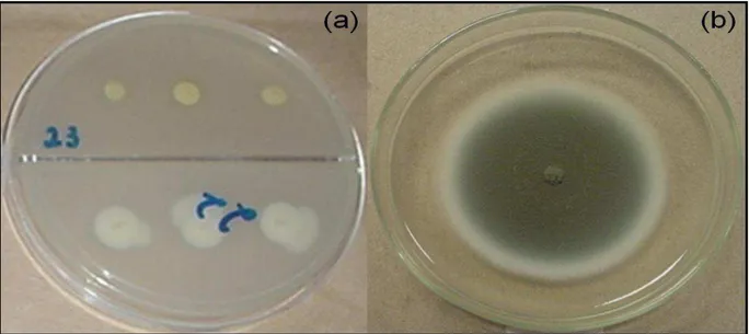 Figura  4.  Bactérias  (a)  e  fungos  (b)  inoculados  nos  meios  de  culturas.  As  3  repetições  das  bactérias  foram  inoculadas  na  mesma  placa  de  Petri  e  fungos  1  repetição por placa de Petri