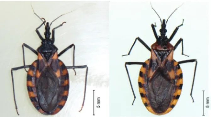 Fig. 3: hybrids from crosses between M. longipennis x M. picturatus: 