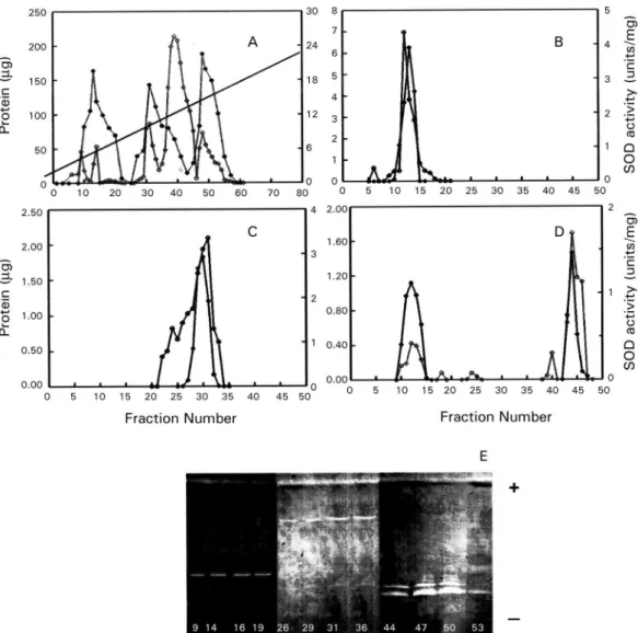 Fig. 1: purification profiles of superoxide dismutases (SODs) from Trypanosoma cruzi Maracay strain