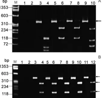 Fig. 1: adenoviruses (AdV) 434 bp amplicon obtained by polymerase  chain reaction (PCR) using AdV reference strains